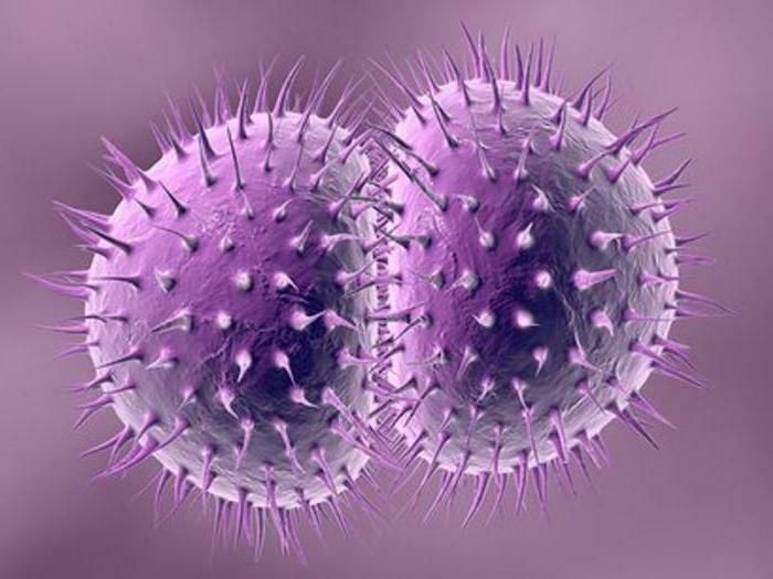 Neisseria of gonorrhea: features, possible causes and methods of treatment