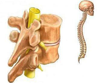 structure of the spinal column