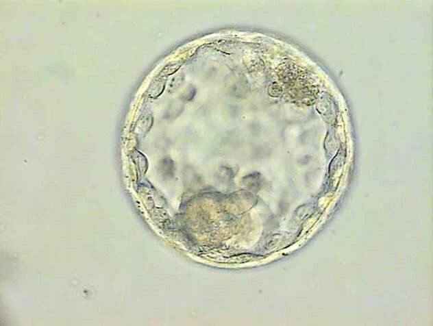 embryo culture in embryogen medium