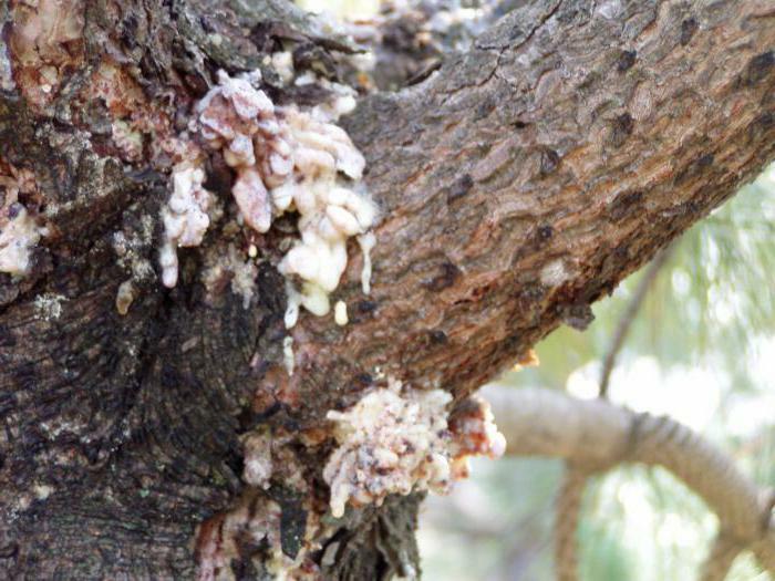 healing properties of pine resin