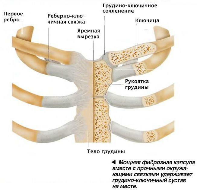 unde există o claviculă la om