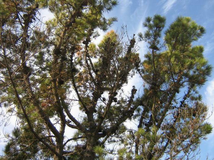 pine resin healing properties of life-giving force