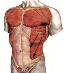 aponeurosis of abdominal muscles
