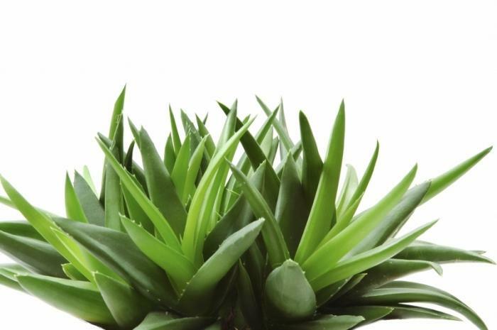 aloe cu miere