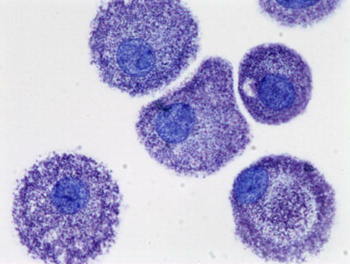 mast cells are