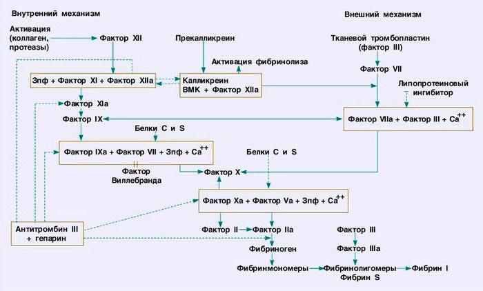 blood coagulation system