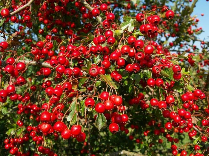 fructe de pădure