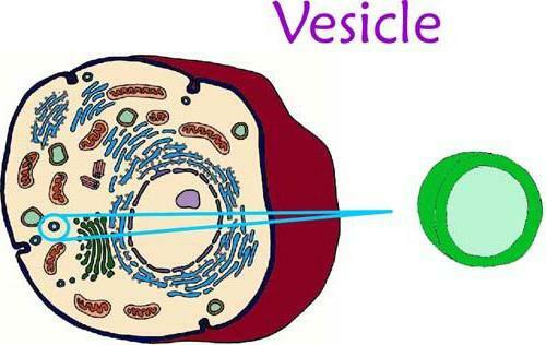 celle vesikel