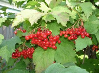 Viburnum med honning. Nyttige egenskaber