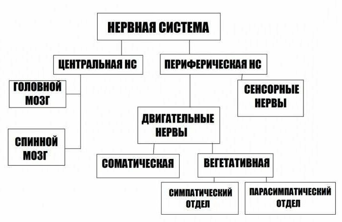 klasifikácia nervových systémov