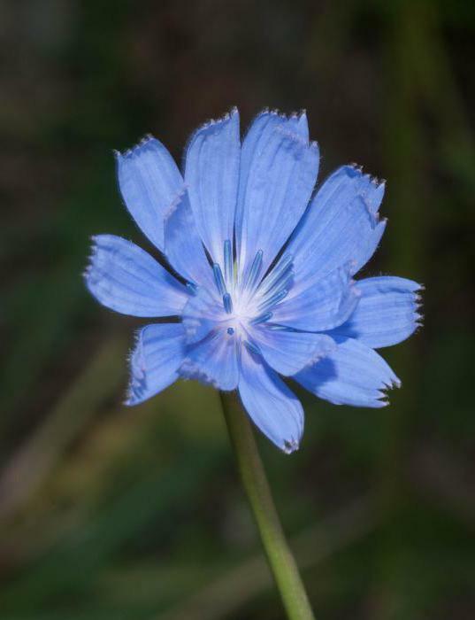 how to use chicory flowers