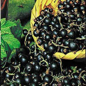 black currant useful properties and contraindications