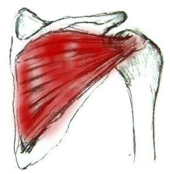 supraspinatus a subakútne svaly