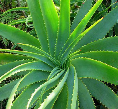 aloe vera healing properties