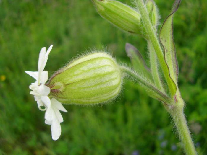 doze white plant