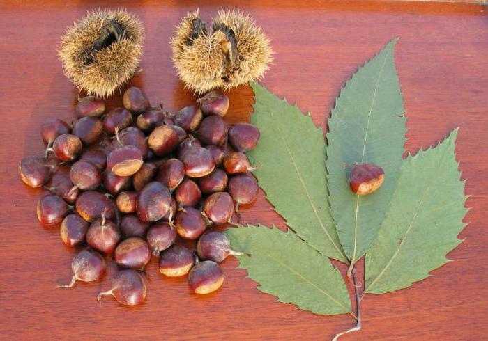 fruits and leaves of chestnut