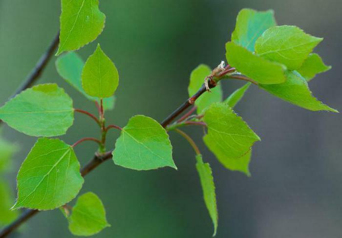 how to drink bark of aspen from parasites