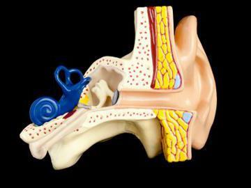 auditory ossicles function