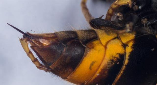 venom of the Brazilian wasp cure for cancer