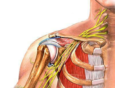 anatómia ramenného kĺbu