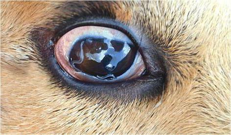 worms in the eyes of a dog