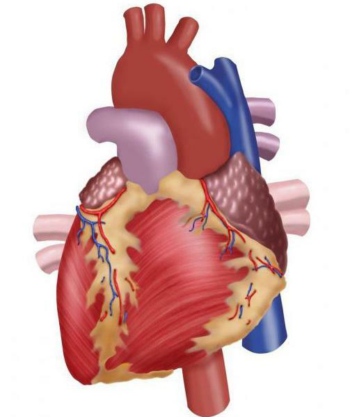 left ventricle of the heart