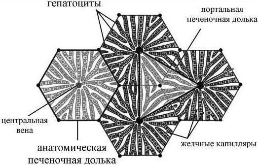 segment of the liver