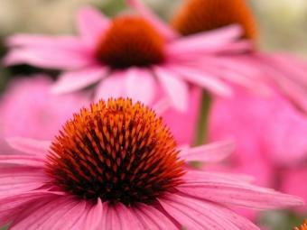 echinacea tincture pris