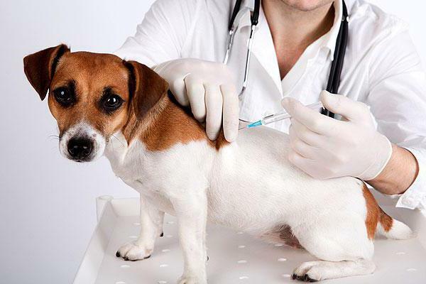 Dexamethasone for dogs