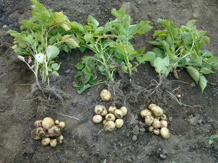 potato flowers with oncology