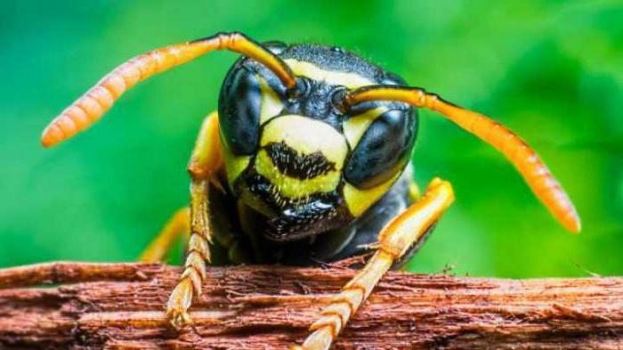 the poison of the Brazilian wasp