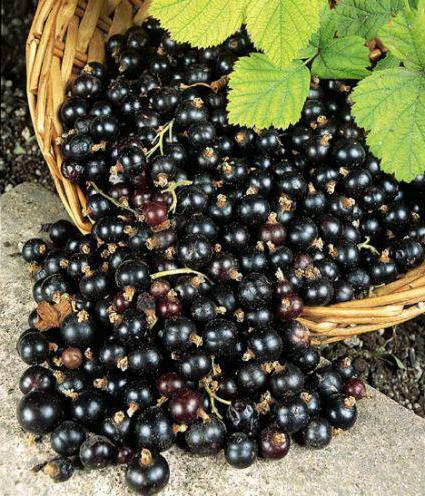 what vitamins in the currant black and red