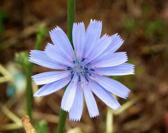 chicory flowers and leaves