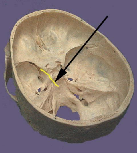 Abduction nerve: description, anatomy, functions and features