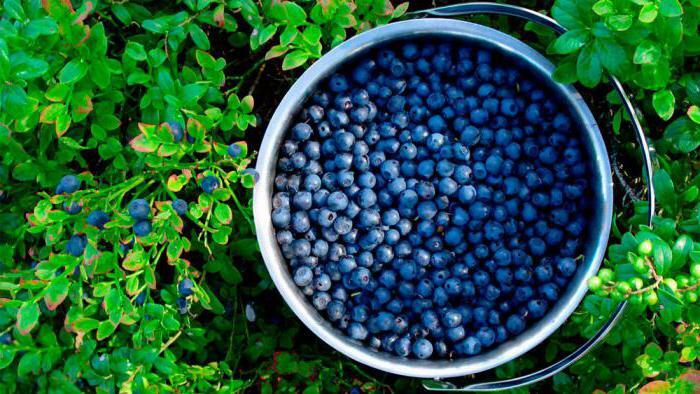 the bilberry weakens or strengthens a chair