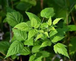 raspberry leaves useful properties and contraindications