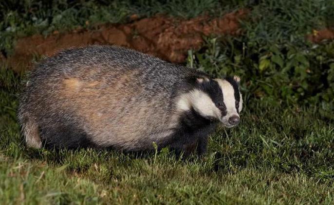 badger