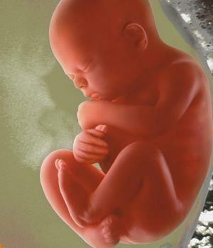 development of the human embryo