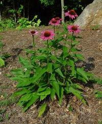 echinacea návod na použitie