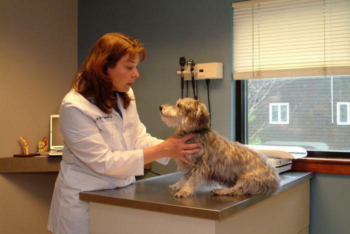 clinici veterinare moscow zao