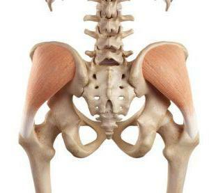 gluteus muscle function