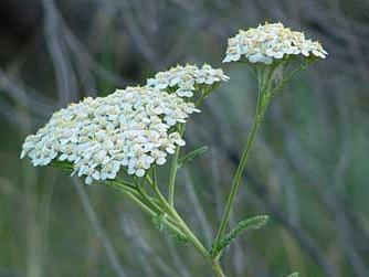 medicinal properties of yarrow and contraindications