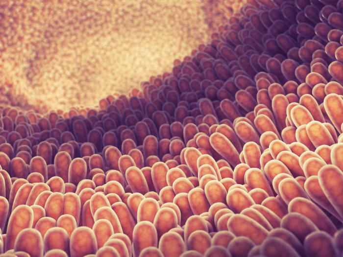pristenochnoe-digestion-in-the-small-intestine-meaning-stages