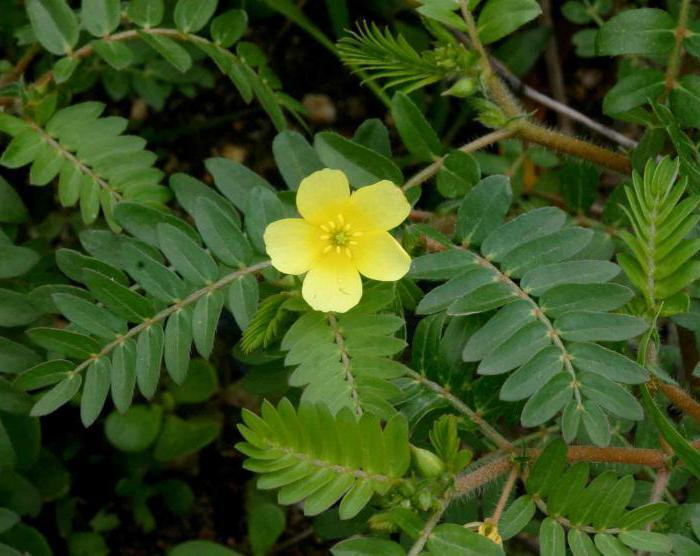 tribulus maksimaalne, kuidas võtta