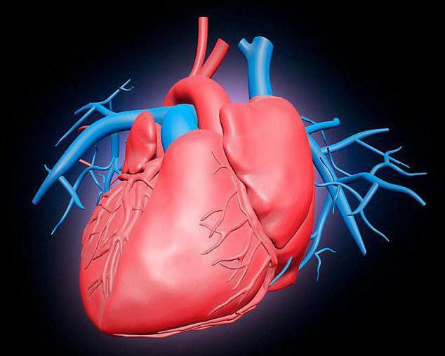 مراحل دورة القلب، الجدول