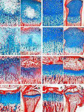 Cartilaginous tissue structure and function