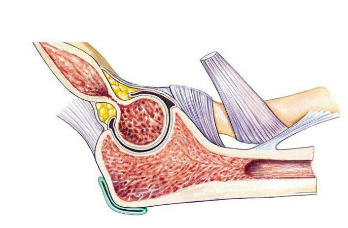 anatomy of the human elbow