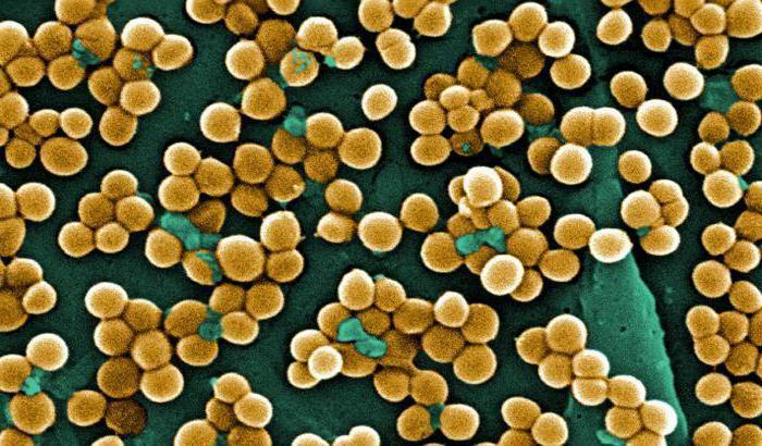 Staphylococcus recenzie