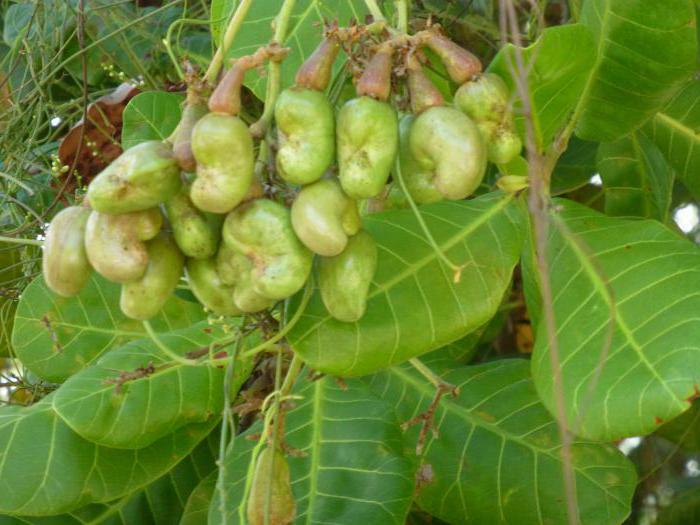 cashew useful properties rate per day