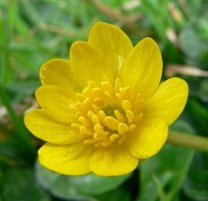 celandine and its application